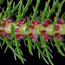 wywlocznik-crispata-roslina-przybrzezna-staw-oczko