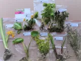miskant-chinski-apache-miscanthus-paskowany-roslina-w-postaci-sadzonka-z-golym-korzeniem-kod-producenta-wodne-rosliny