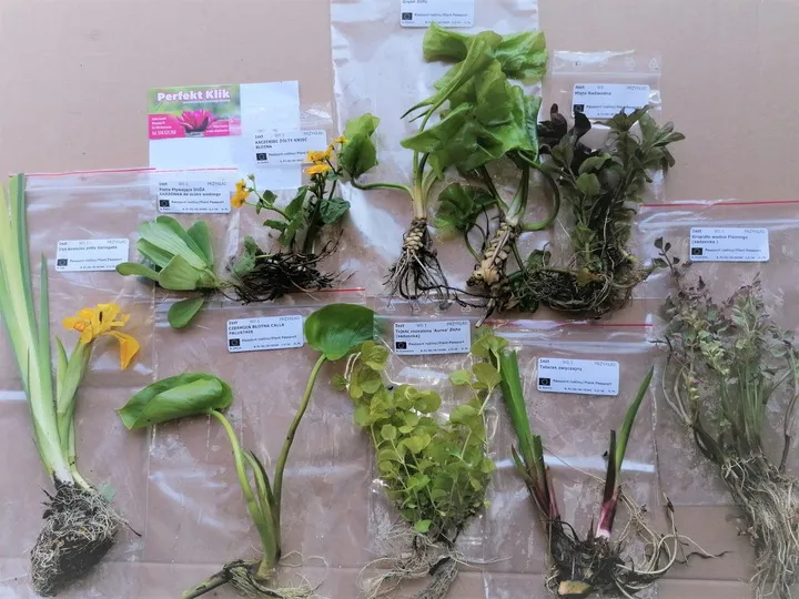 funkia-hosta-miniaturka-mix-do-ogrodu