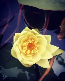 lilia-wodna-zolta-nakrapiane-liscie