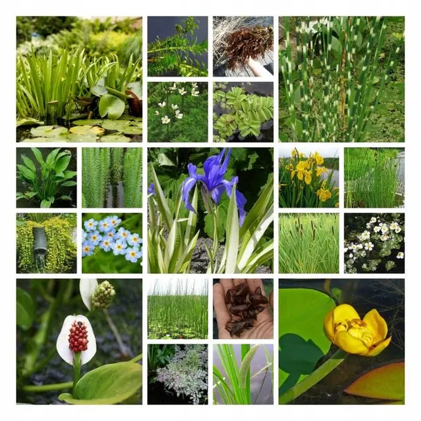 irys-syberyjski-peacock-butterfly-iris-so-van-gogh-roslina-w-postaci-sadzonka-z-golym-korzeniem