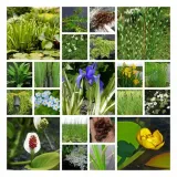 irys-syberyjski-peacock-butterfly-iris-so-van-gogh-roslina-w-postaci-sadzonka-z-golym-korzeniem