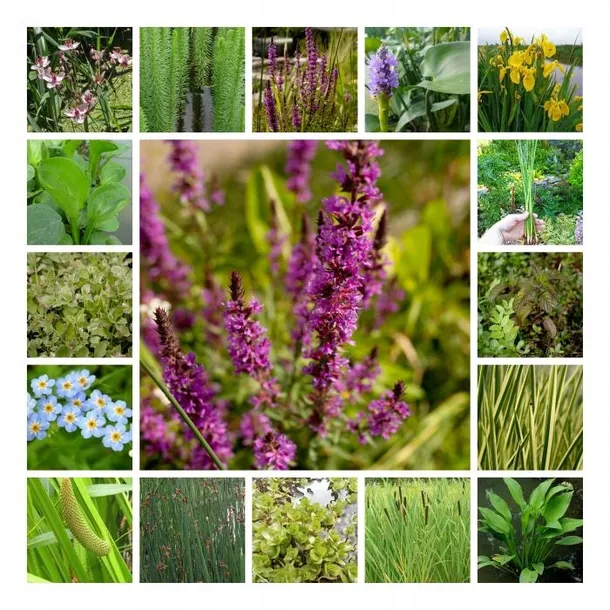 irys-syberyjski-peacock-butterfly-iris-so-van-gogh-kod-producenta-wodne-rosliny-pl