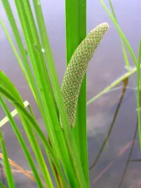 tatarak-zwyczajny-do-oczka-wodnego