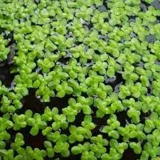 rzesa-wodna-do-oczka-uwielbiany-pokarm-ryb