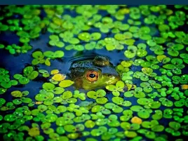 rzesa-wodna-do-oczka-uwielbiany-pokarm-ryb