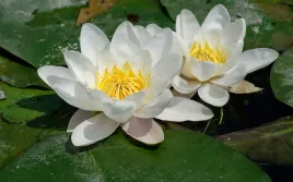 lilia-wodna-alba-biala-rosliny-wodne-do-oczka