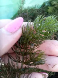 5szt-pakiecik-rogatek-sztywny-natlenia-i-oczyszcza-oczko-gratisy