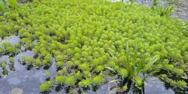 wywlocznik-okolkowy-natlenia-oczyszcza-oczko-wodne