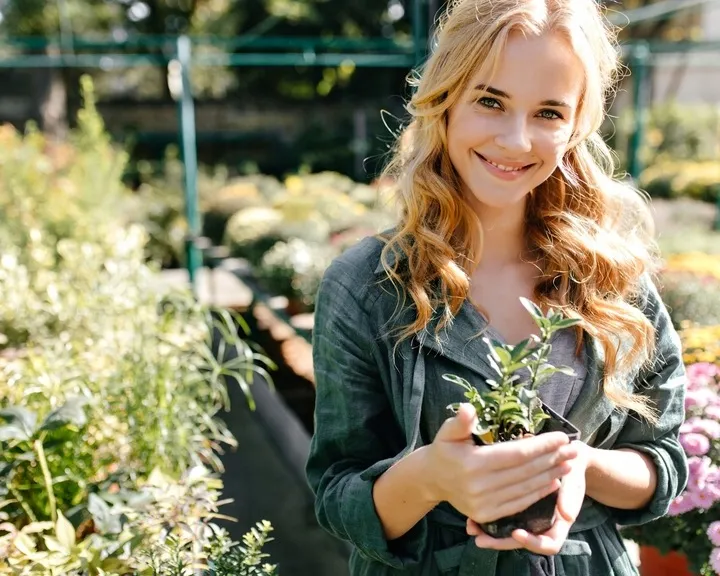 crassula-perforata-grubosz-dziurkowany-sukulent-kod-producenta-crassula-perforata-8-15