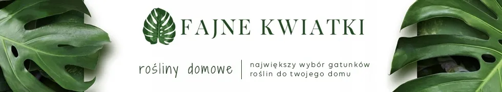 crassula-perforata-grubosz-dziurkowany-sukulent