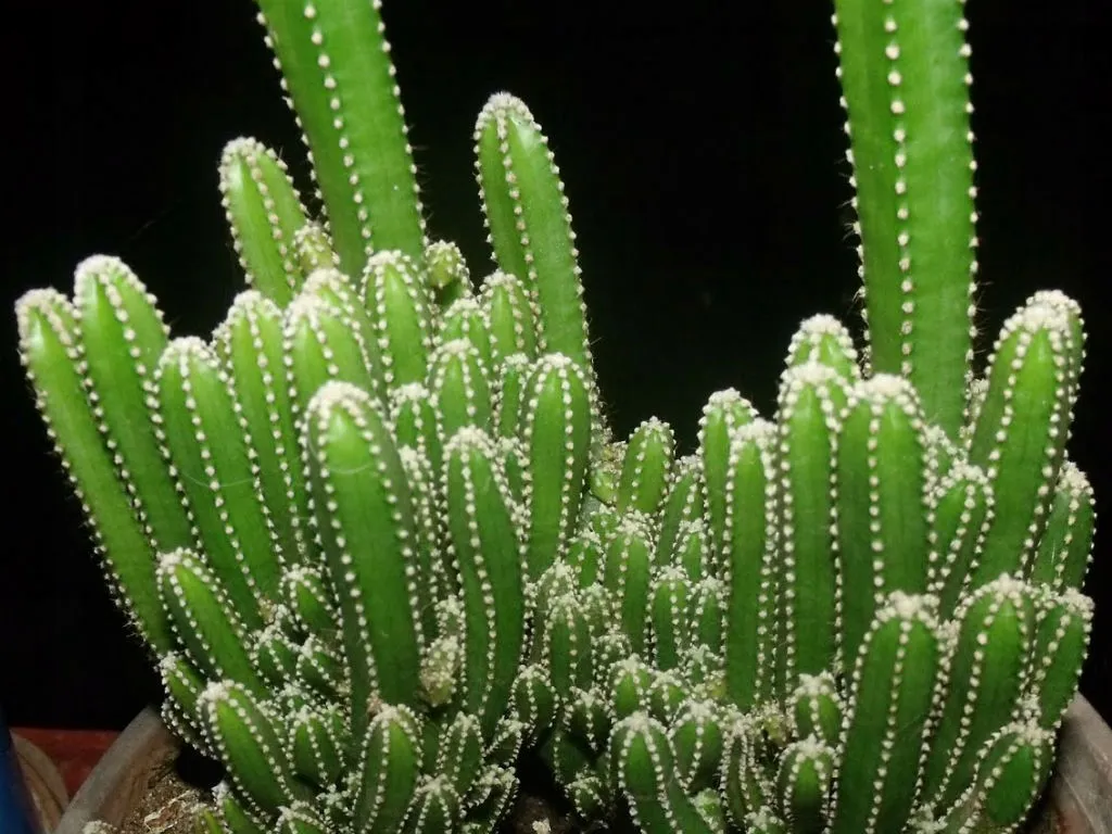 Kaktus Cereus Florida Paczak Peruwiaski Skaka  157622579 - ERLI.pl