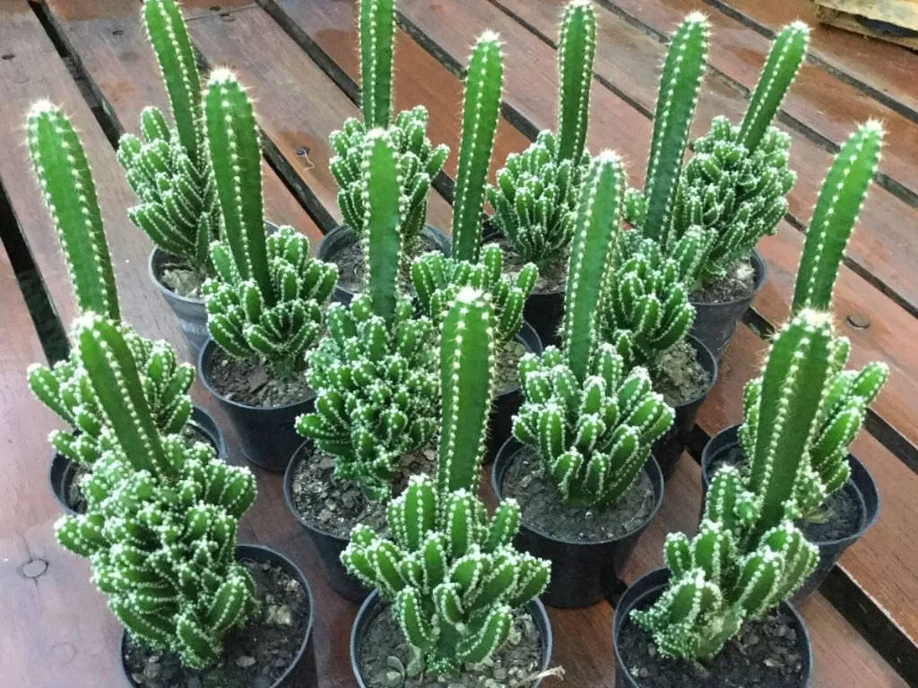 Kaktus Cereus Florida Paczak Peruwiaski Skaka  157622579 - ERLI.pl