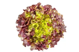 salata-lisc-debu-czerwona-ok-150-g