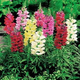 lwia-paszcza-wysoka-nasiona-idealna-na-rabaty-toraf