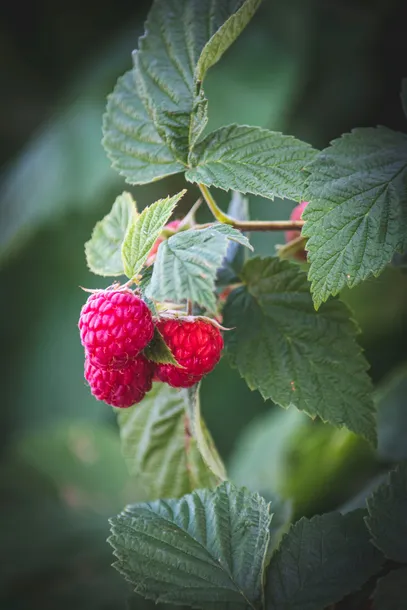 herbatka-lisc-maliny-bio-25-g-dary-natury-kraj-pochodzenia-polska