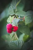 herbatka-lisc-maliny-bio-25-g-dary-natury-kraj-pochodzenia-polska