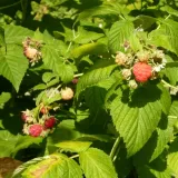 herbatka-lisc-maliny-bio-25-g-dary-natury-waga-25-g