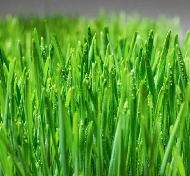 ekologiczna-trawka-dla-kota-kod-producenta-ekologiczna-trawka-dla-kota