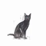 royal-canin-sterilised-37-4kg-wiek-zwierzecia-koty-starsze