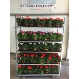 pelargonia-mix-11cm-1szt