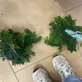 marcgravia-umbellata-rodzaj-rosliny-rosliny-zielone