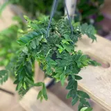 marcgravia-umbellata-rodzaj-rosliny-rosliny-zielone