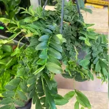 marcgravia-umbellata-rodzaj-rosliny-rosliny-zielone