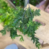 marcgravia-umbellata-rodzaj-rosliny-rosliny-zielone