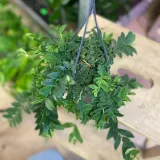 marcgravia-umbellata-rodzaj-rosliny-rosliny-zielone
