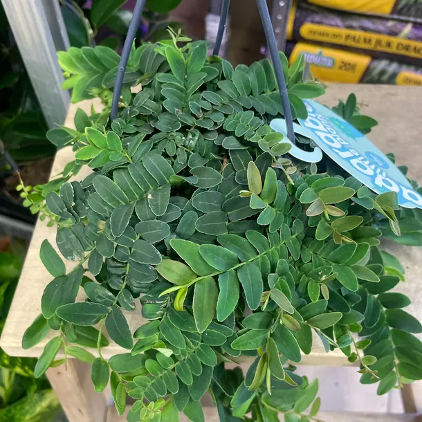 marcgravia-umbellata-rodzaj-rosliny-rosliny-zielone