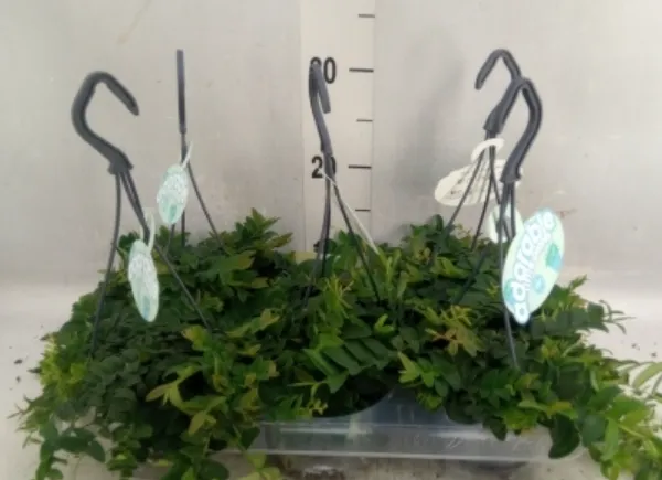 marcgravia-umbellata-rodzaj-rosliny-rosliny-zielone