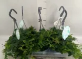 marcgravia-umbellata-rodzaj-rosliny-rosliny-zielone