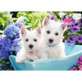 puzzle-60el-westie-puppies