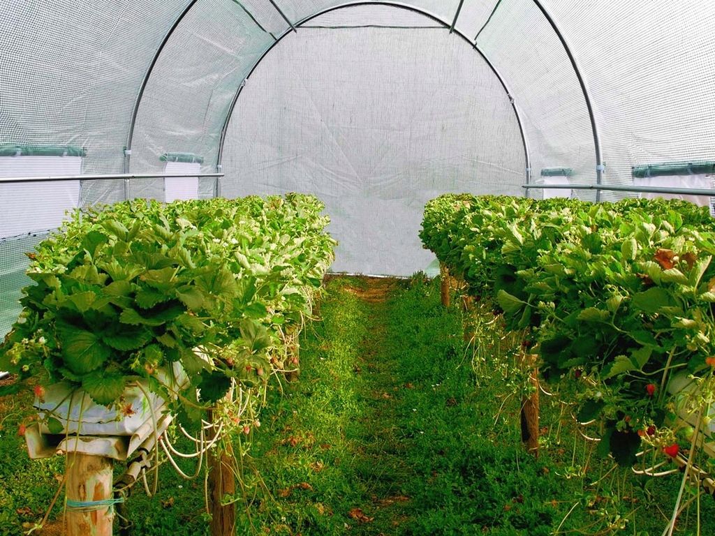 garden-foil-tunnel-6x3-szklarnia-foliak-18-m2