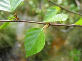 brzoza-omszona-60-100cm-sadzonki-betula-pubences-w-doniczkach