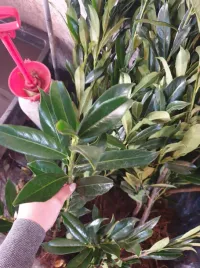 laurowisnia-caucasica-50-80cm-sadzonki-na-zywoplot-pakiet-100-szt