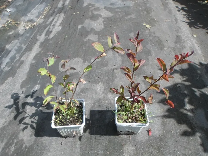 lagerstroemia-bez-poludnia-petite-red-p9-rodzaj-rosliny-inny
