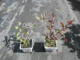 lagerstroemia-bez-poludnia-petite-red-p9-rodzaj-rosliny-inny