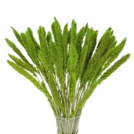 suszona-setaria-wlosnica-zielona-trawa-ozdobna-30-szt