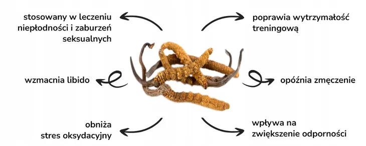 solve-labs-cordyceps-mushroom-proszek-100-g-liczba-sztuk-1-szt