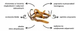 solve-labs-cordyceps-mushroom-proszek-100-g-liczba-sztuk-1-szt