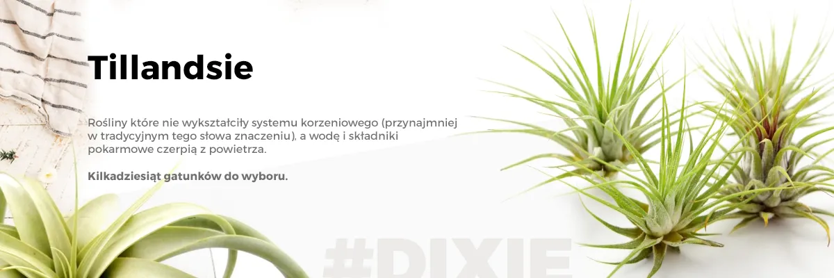 undefined_undefined