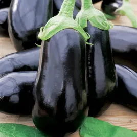 baklazan-oberzyna-black-beauty-nasiona-warzyw-odporny-smaczny