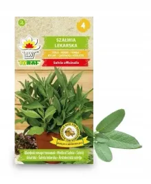 szalwia-lekarska-wieloletnia-nasiona-ziol