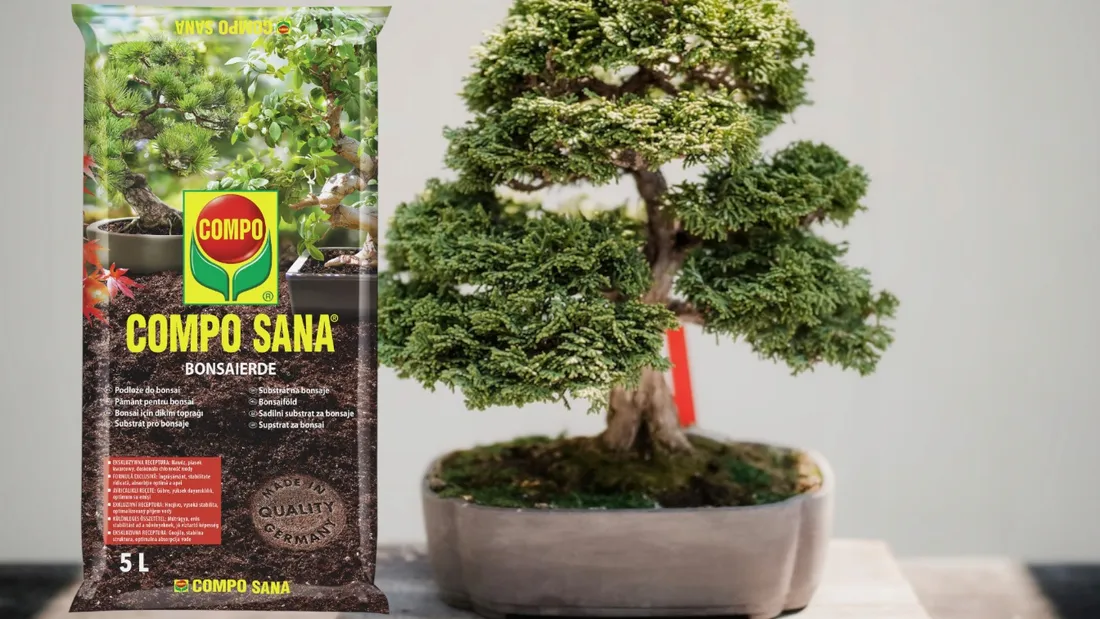 ZIEMIA DO BONSAI DRZEWKA FICUS FIKUS 5L COMPO SANA  162976901 - ERLI.pl