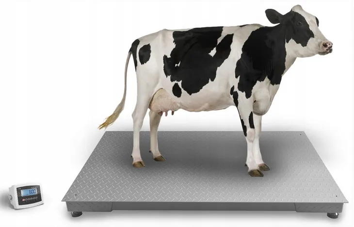 waga-inwentarzowa-platformowa-bydla-krow-bykow-swin-15x20m-3t-3000kg-typ-platformowa