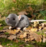 szczurek-plec-chlopcy-dziewczynki