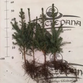 swierk-serbski-45-60cm-500zl-szt-3-letni