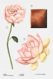 zara-lightly-bloom-100ml-woda-perfumowana-stan-nowy
